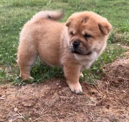 red chow is akc registered 